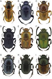 Attēlu rezultāti vaicājumam “Scarabaeidae”