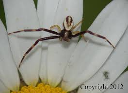 Image result for crab spider
