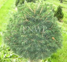 Attēlu rezultāti vaicājumam “Picea abies fo. virgata leaf”