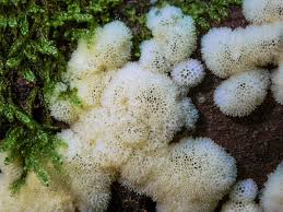 Attēlu rezultāti vaicājumam “Ceratiomyxa porioides”