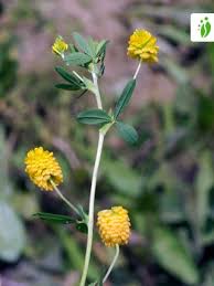 Attēlu rezultāti vaicājumam “Trifolium aureum leaf”
