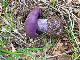 Attēlu rezultāti vaicājumam “Collybia sp.”