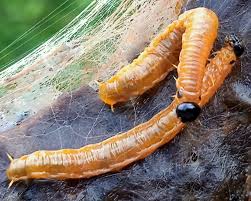 Attēlu rezultāti vaicājumam “Caenolyda reticulata”