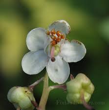 Attēlu rezultāti vaicājumam “Pyrolaceae”
