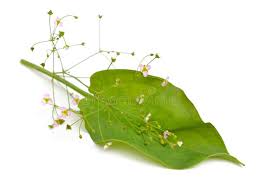 Attēlu rezultāti vaicājumam “Alisma plantago-aquatica leaf”