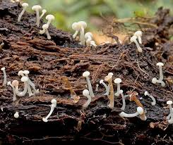 Attēlu rezultāti vaicājumam “Cudoniella acicularis”