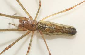 Attēlu rezultāti vaicājumam “Tetragnatha montana”