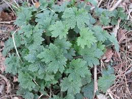 Attēlu rezultāti vaicājumam “Leonurus quinquelobatus”