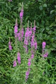 Image result for Lythrum salicaria