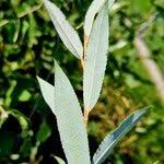 Attēlu rezultāti vaicājumam “Salix daphnoides leaf”