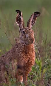 Attēlu rezultāti vaicājumam “Lepus europaeus”