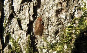 Attēlu rezultāti vaicājumam “Chaetopteryx villosa”