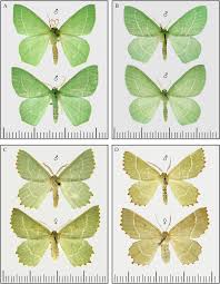 Attēlu rezultāti vaicājumam “Thalera fimbrialis”
