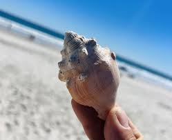 Image result for mountain top seashell