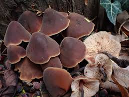 Attēlu rezultāti vaicājumam “Microbotryum tragopogonis - pratensis”