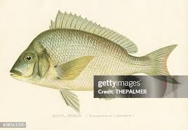 Image result for Pachymetopon grande