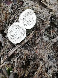 Attēlu rezultāti vaicājumam “Poronia punctata”