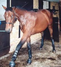 Image result for Old Park Riding Stables