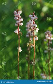 Attēlu rezultāti vaicājumam “Pyrola minor bud”