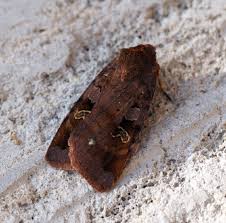 Attēlu rezultāti vaicājumam “Diarsia florida”