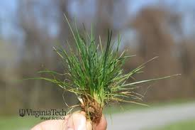 Attēlu rezultāti vaicājumam “Festuca rubra subsp. rubra leaf”