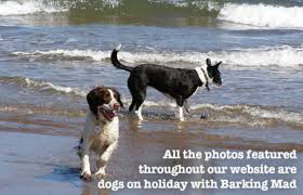 Image result for Leeds Mad Dogs