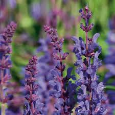 Attēlu rezultāti vaicājumam “Salvia nemorosa fruit”