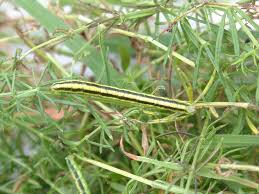 Attēlu rezultāti vaicājumam “Catarhoe cuculata”