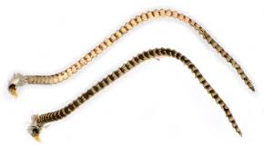 Attēlu rezultāti vaicājumam “Thiodia citrana”