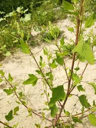 Attēlu rezultāti vaicājumam “Chenopodium acerifolium”