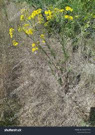 Attēlu rezultāti vaicājumam “Jacobaea vulgaris”