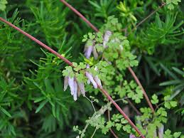 Image result for Adlumia cirrhosa