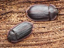 Attēlu rezultāti vaicājumam “Ostoma ferruginea”