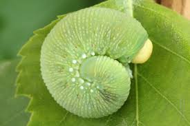 Attēlu rezultāti vaicājumam “Trichiosoma larva”