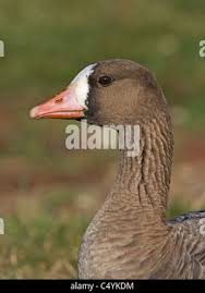 Attēlu rezultāti vaicājumam “Anser albifrons adult”