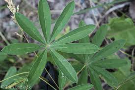 Attēlu rezultāti vaicājumam “Lupinus polyphyllus leaf”