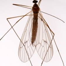 Attēlu rezultāti vaicājumam “Trichocera regelationis”