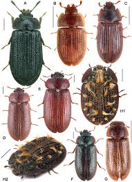 Attēlu rezultāti vaicājumam “Grynocharis oblonga”