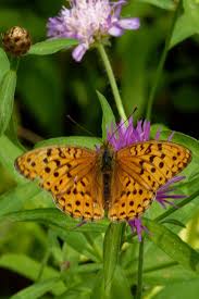 Attēlu rezultāti vaicājumam “Argynnis laodice male”