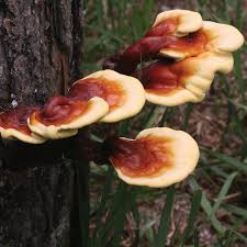 Attēlu rezultāti vaicājumam “Ganoderma lucidum”