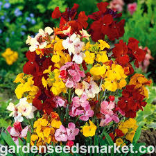 Image result for Cheiranthus cheiri