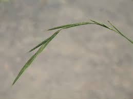 Attēlu rezultāti vaicājumam “Brachypodium sylvaticum leaf”