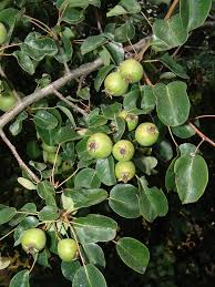 Attēlu rezultāti vaicājumam “Pyrus pyraster fruit”