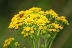 Attēlu rezultāti vaicājumam “Jacobaea vulgaris flower”