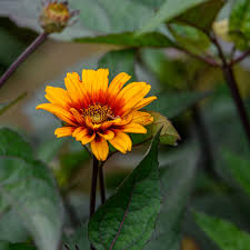 Image result for Heliopsis scabra