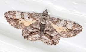 Attēlu rezultāti vaicājumam “Cleora cinctaria”