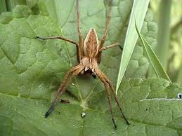 Attēlu rezultāti vaicājumam “Pisaura mirabilis male”