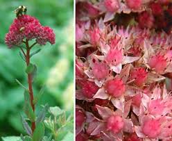 Attēlu rezultāti vaicājumam “Hylotelephium telephium flower”