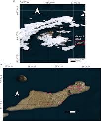 Attēlu rezultāti vaicājumam “Bryoerythrophyllum recurvirostrum sporophyte”