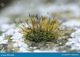 Attēlu rezultāti vaicājumam “Ceratodon purpureus sporophyte”